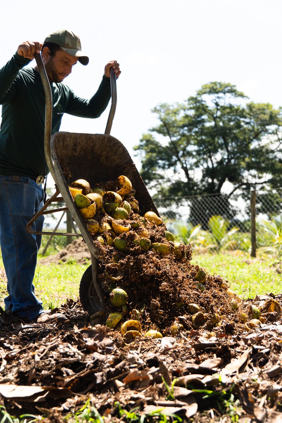 Funcionário despejando cascas de laranja de uma carriola sobre a leira