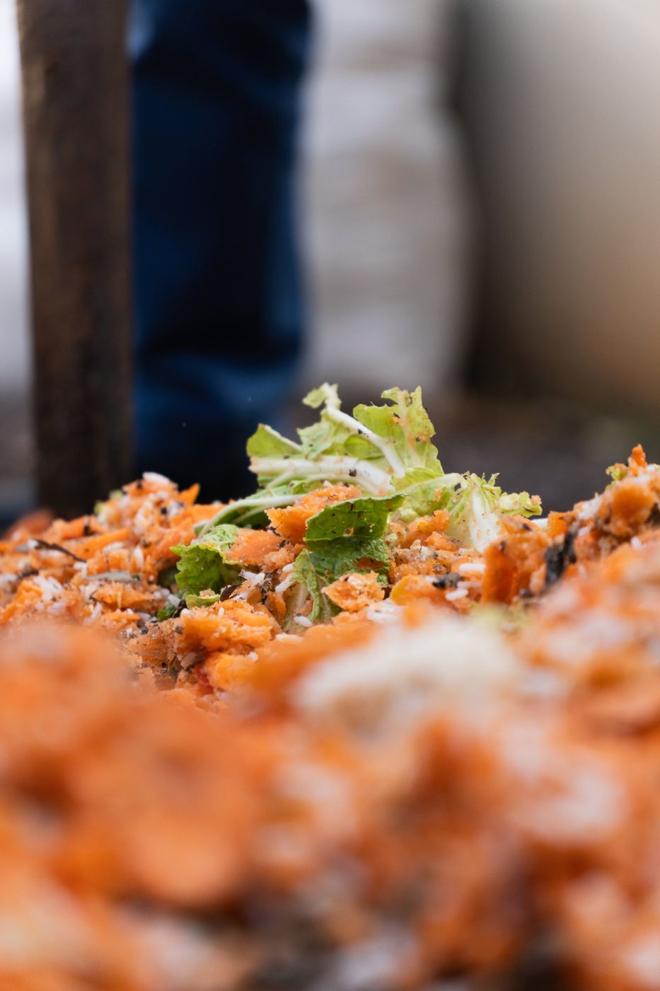 Detalhe de restos de comida, cenoura e alface, sobre a leira